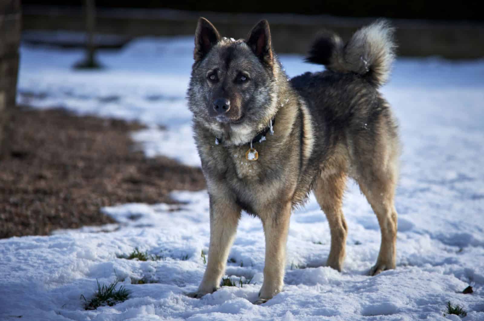 elkhound noruego de pie en la nieve