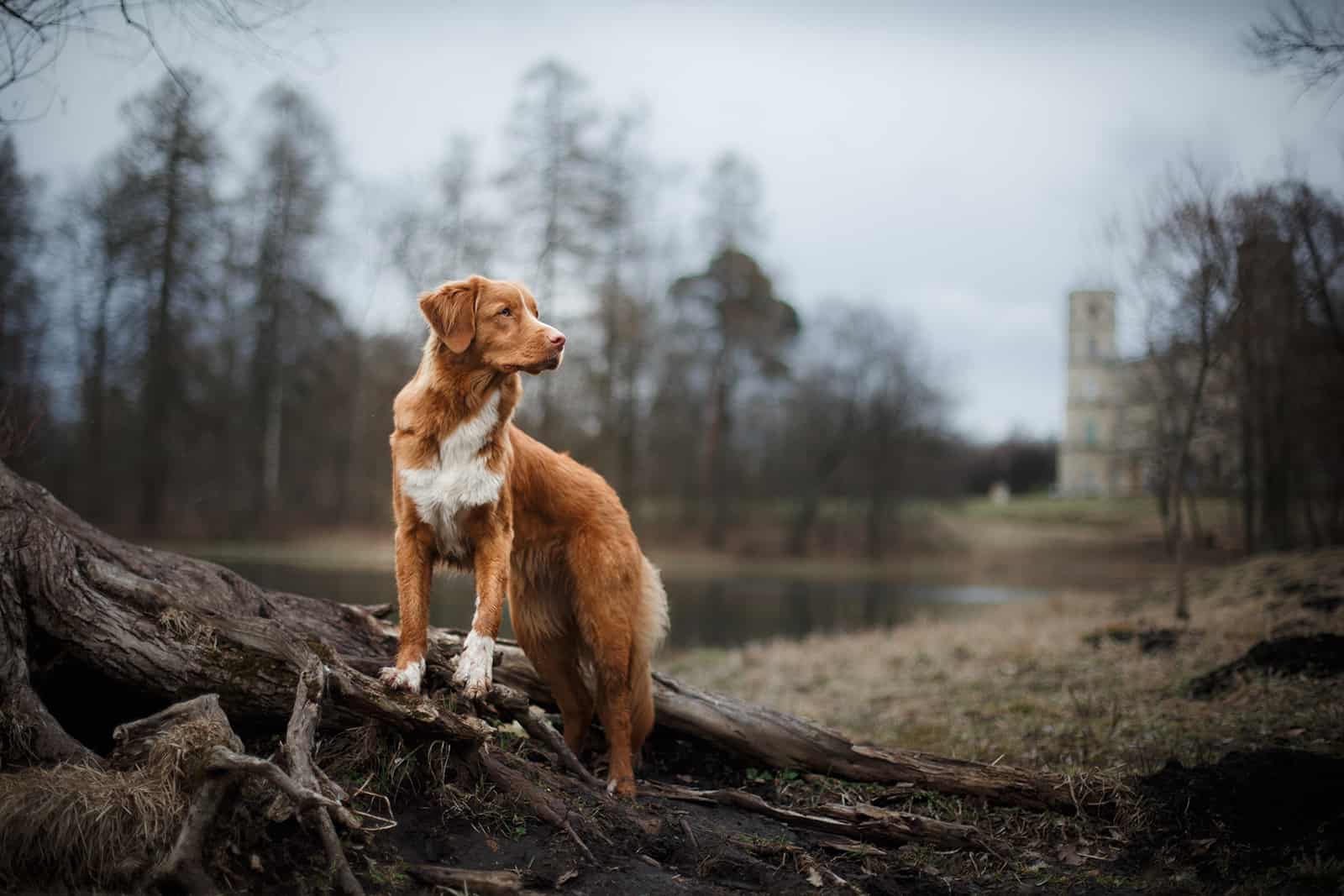 Perro Nova Scotia Duck Tolling Retriever en el parque