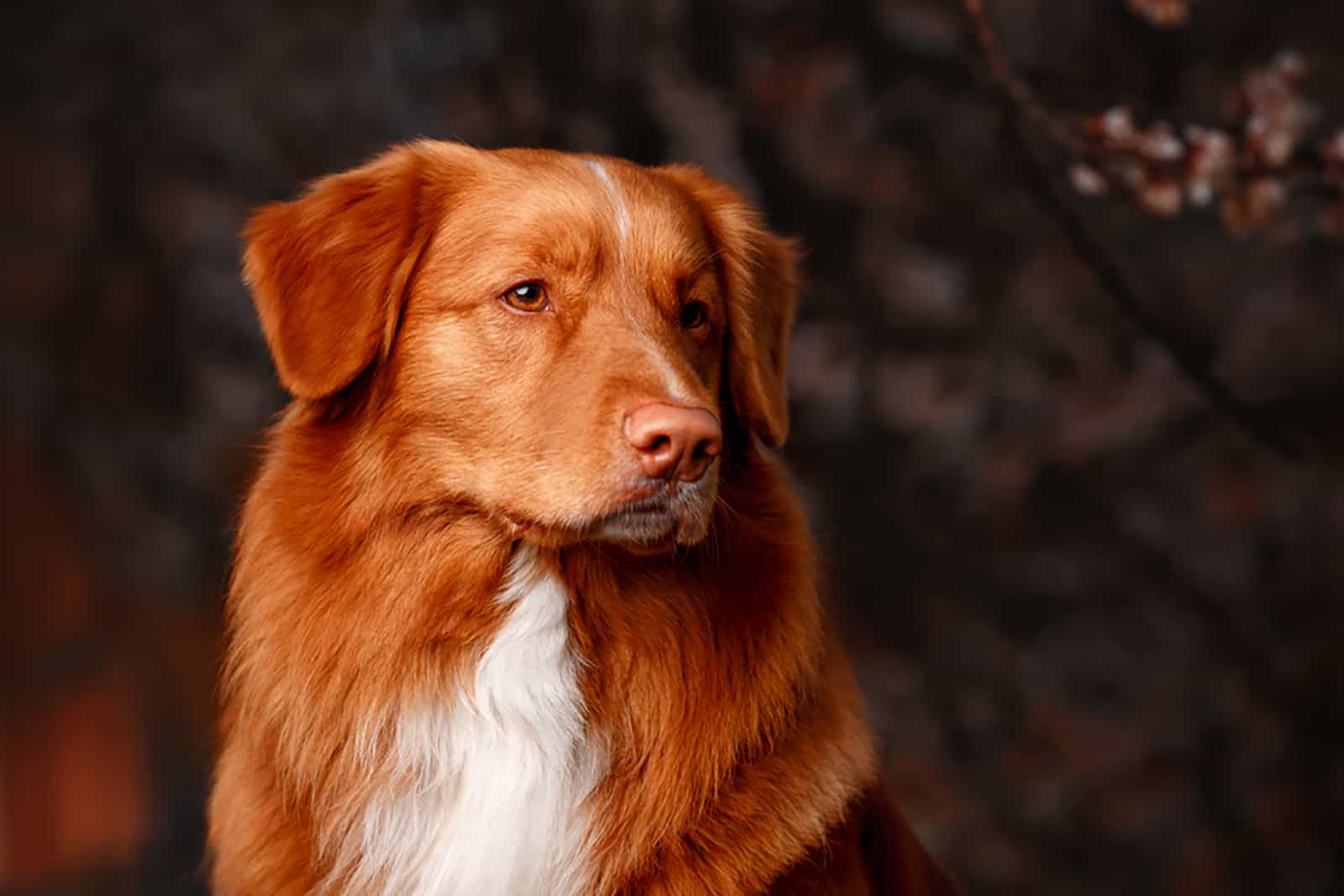 nova scotia duck tolling retriever en la naturaleza