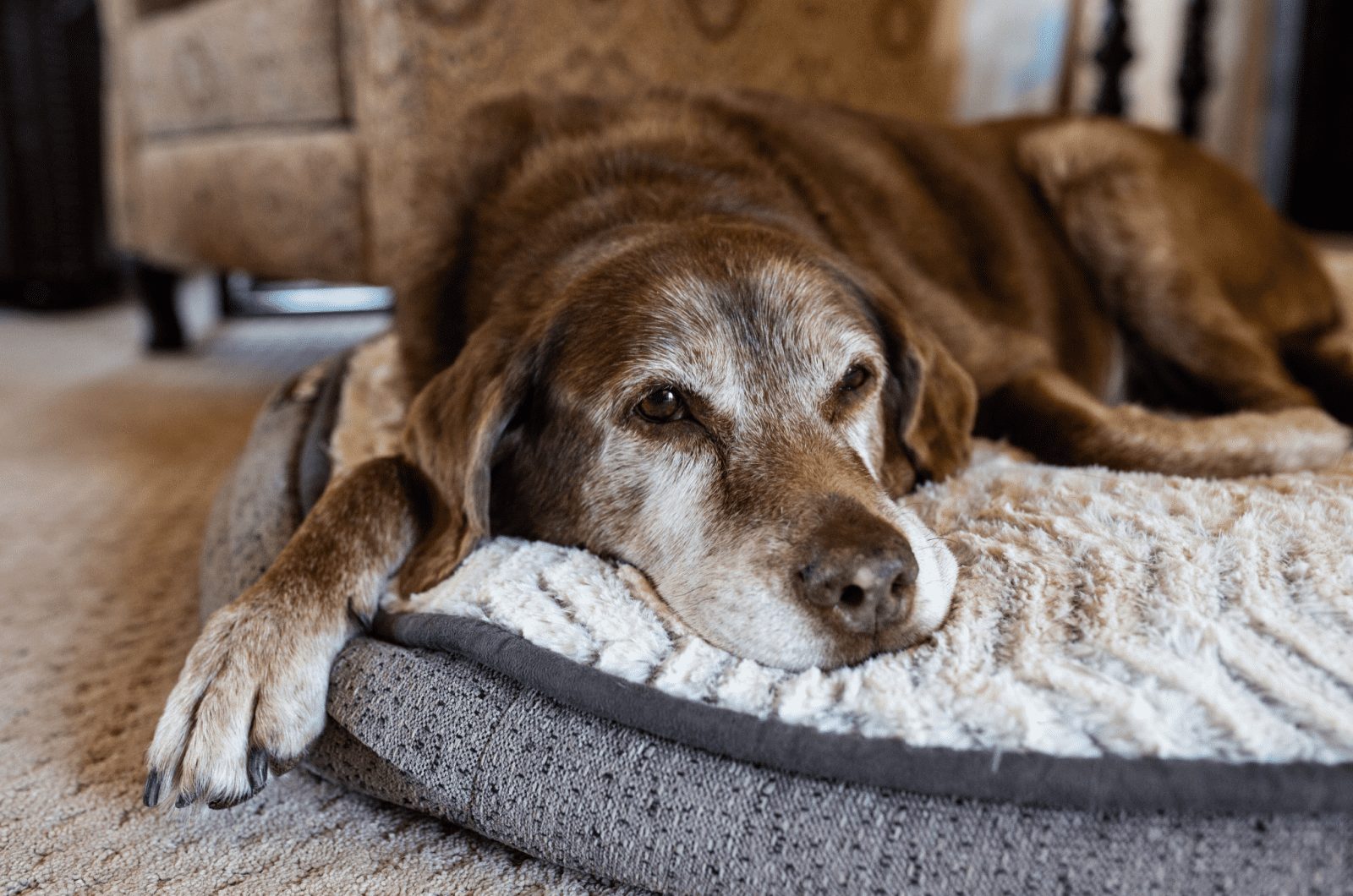 perro viejo y cansado