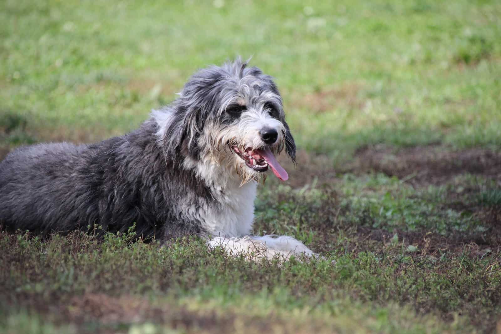 viejo bordoodle sentado en hierba mirando hacia otro lado