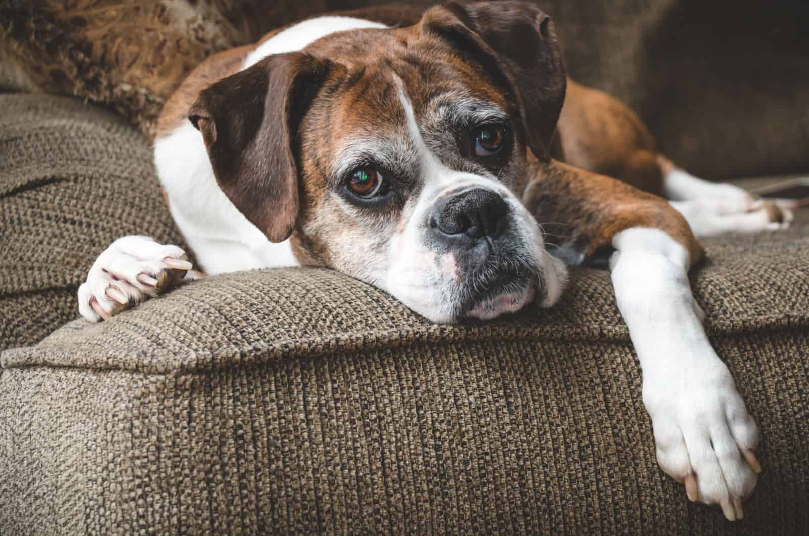 perro boxer viejo