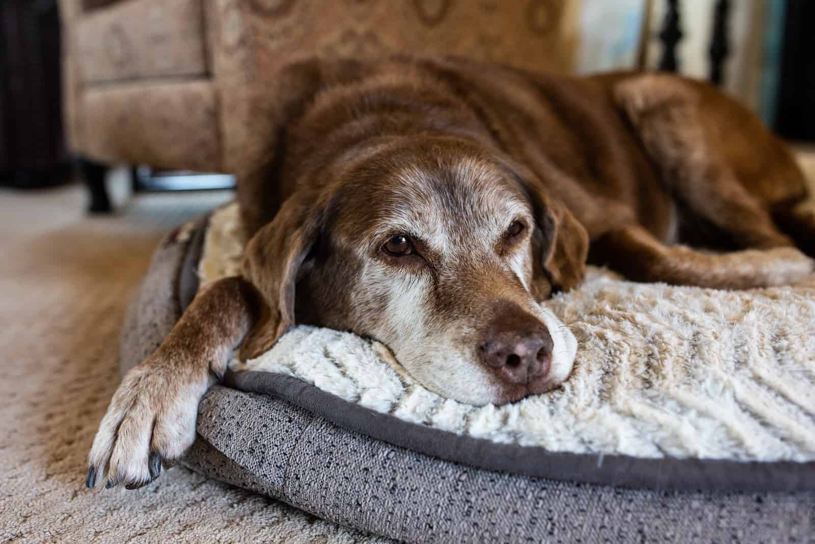 perro durmiendo en cama de perro