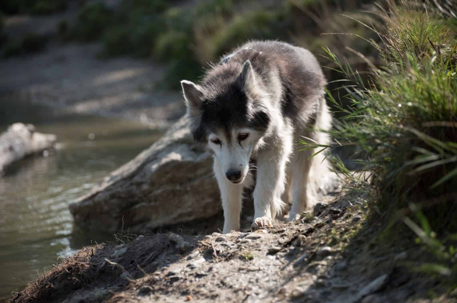perro husky viejo caminando cerca del río