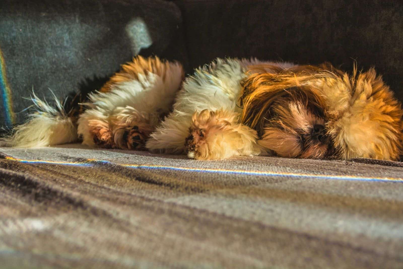 viejo shih tzu durmiendo en el rincón