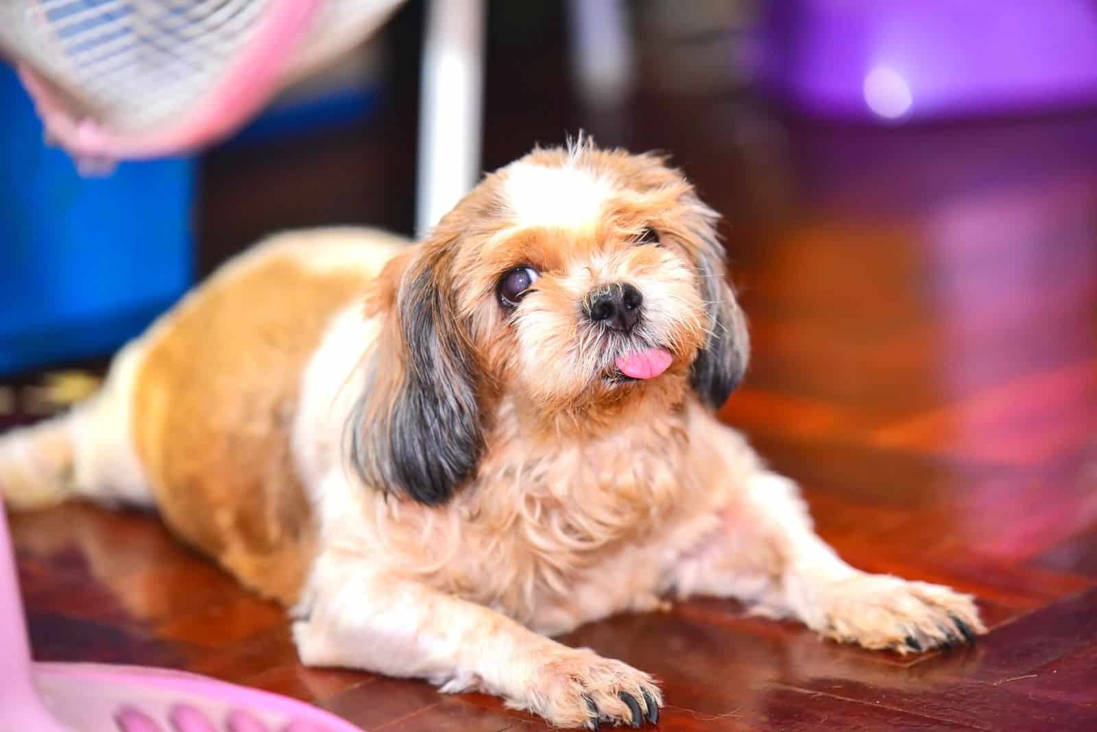viejo perro shih tzu acostado en el suelo en interiores