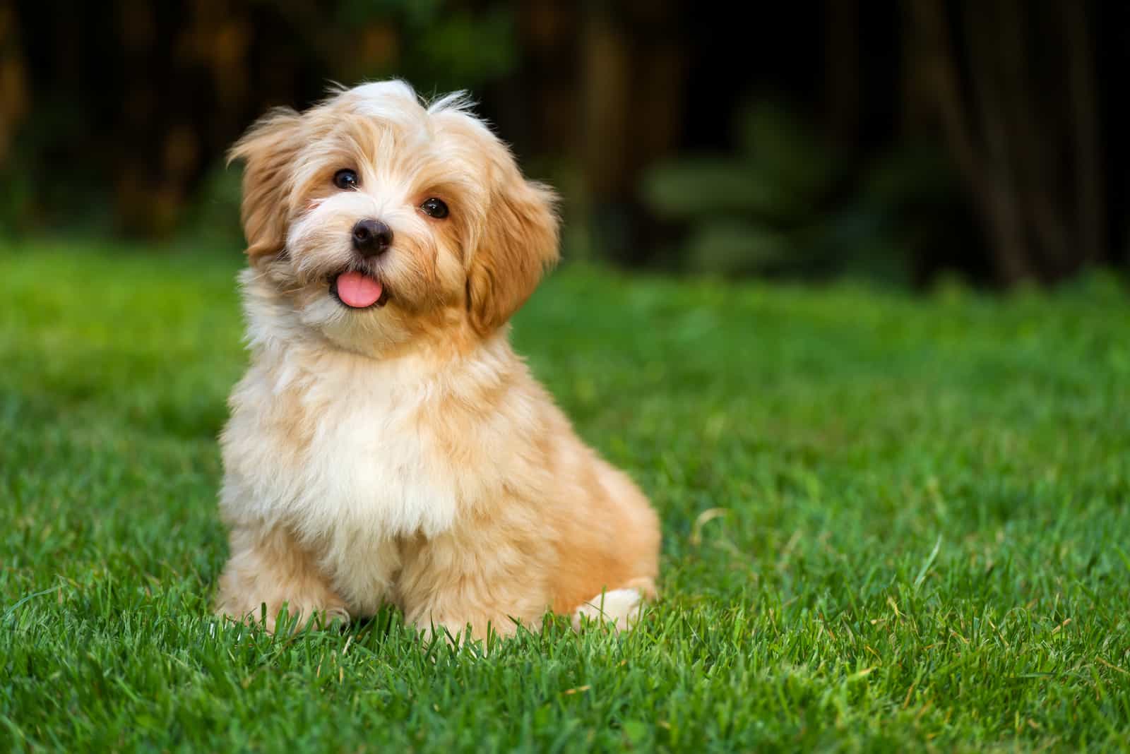 cachorro Havanese naranja sentado en la hierba