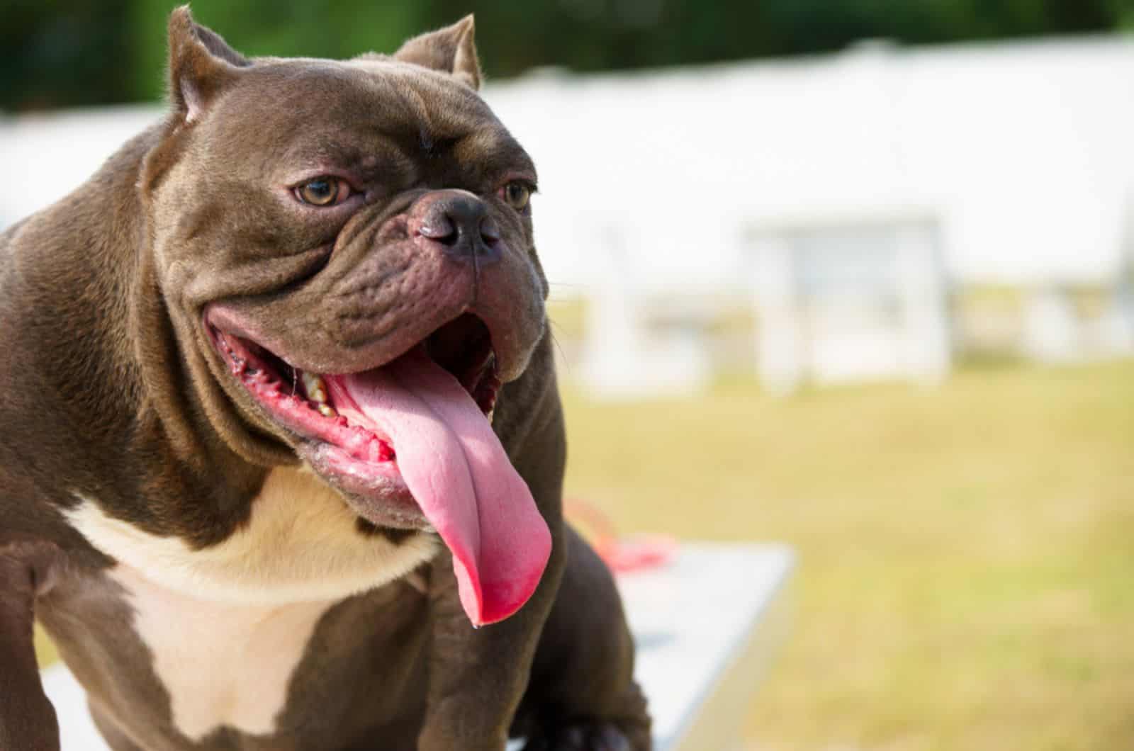 american bully con sobrepeso al aire libre