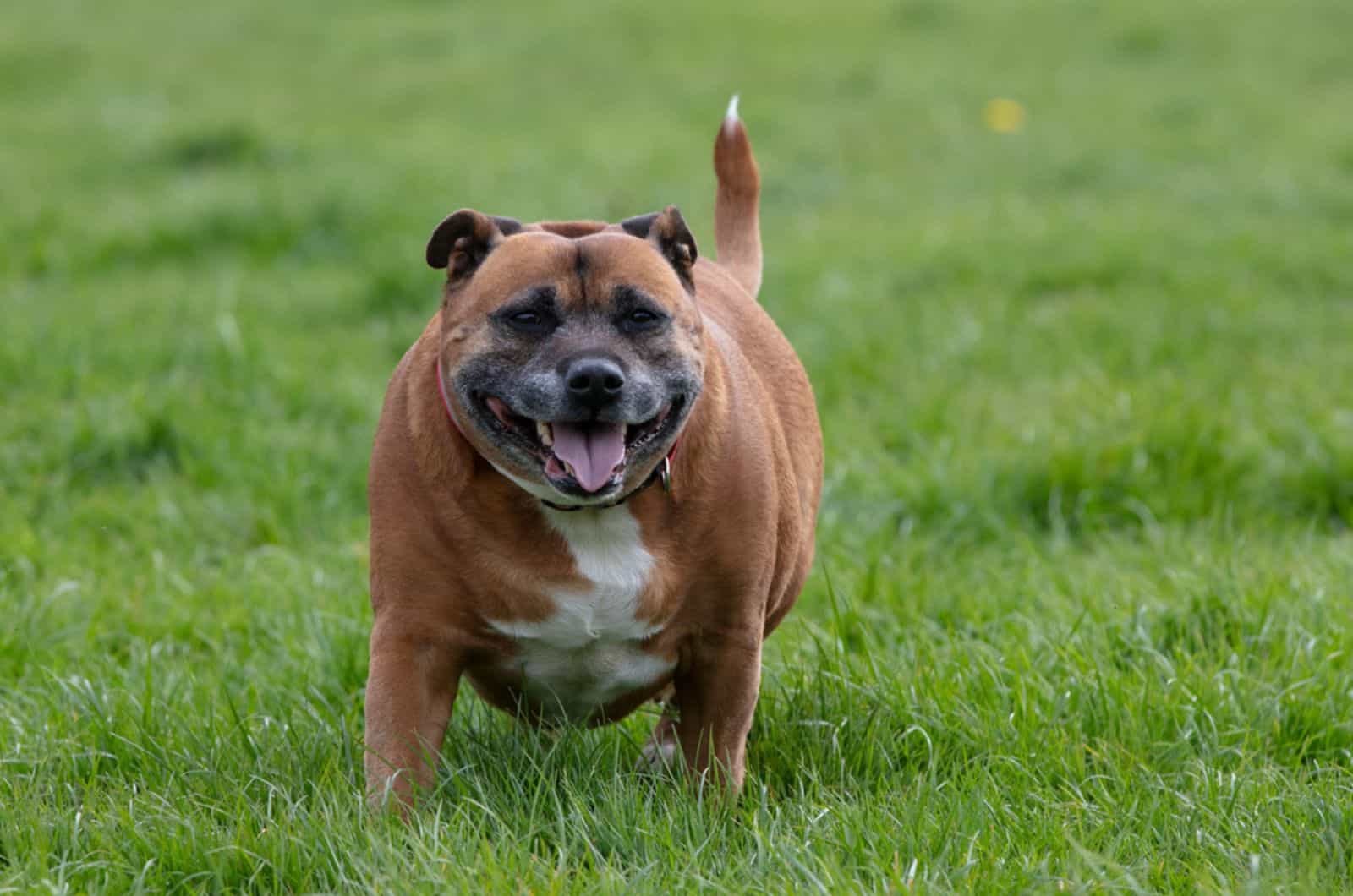 staffordshire bull terrier con sobrepeso en el parque