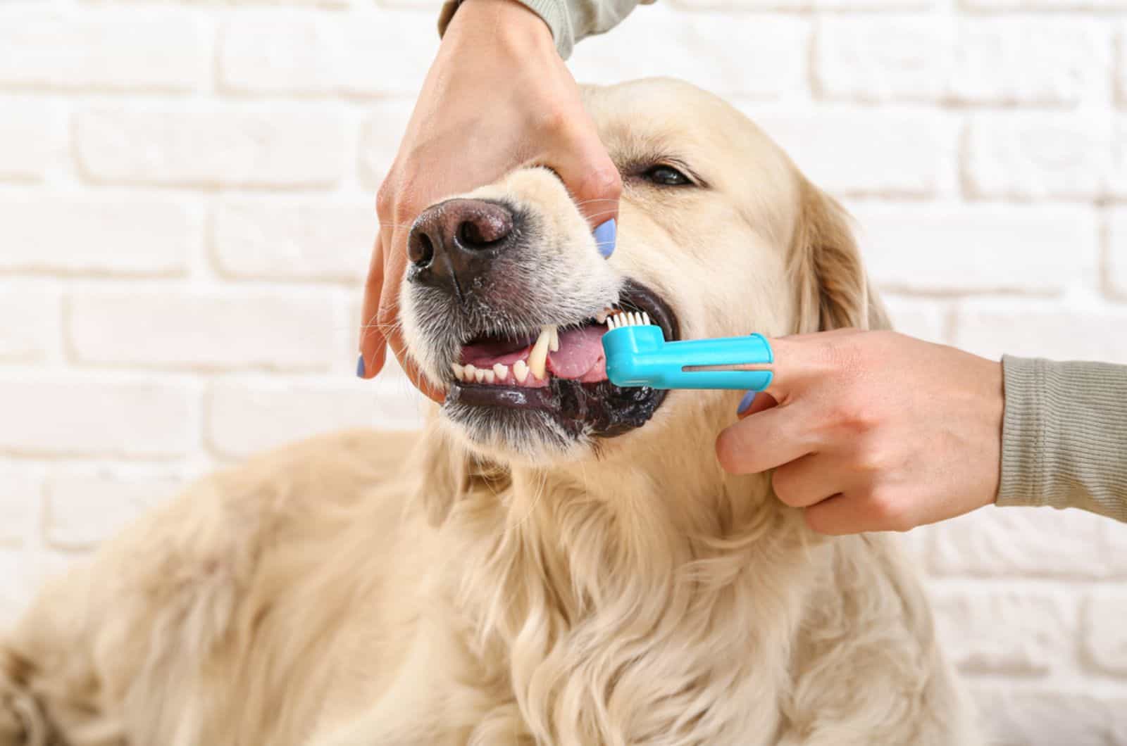 dueño cepillando dientes de perro en casa