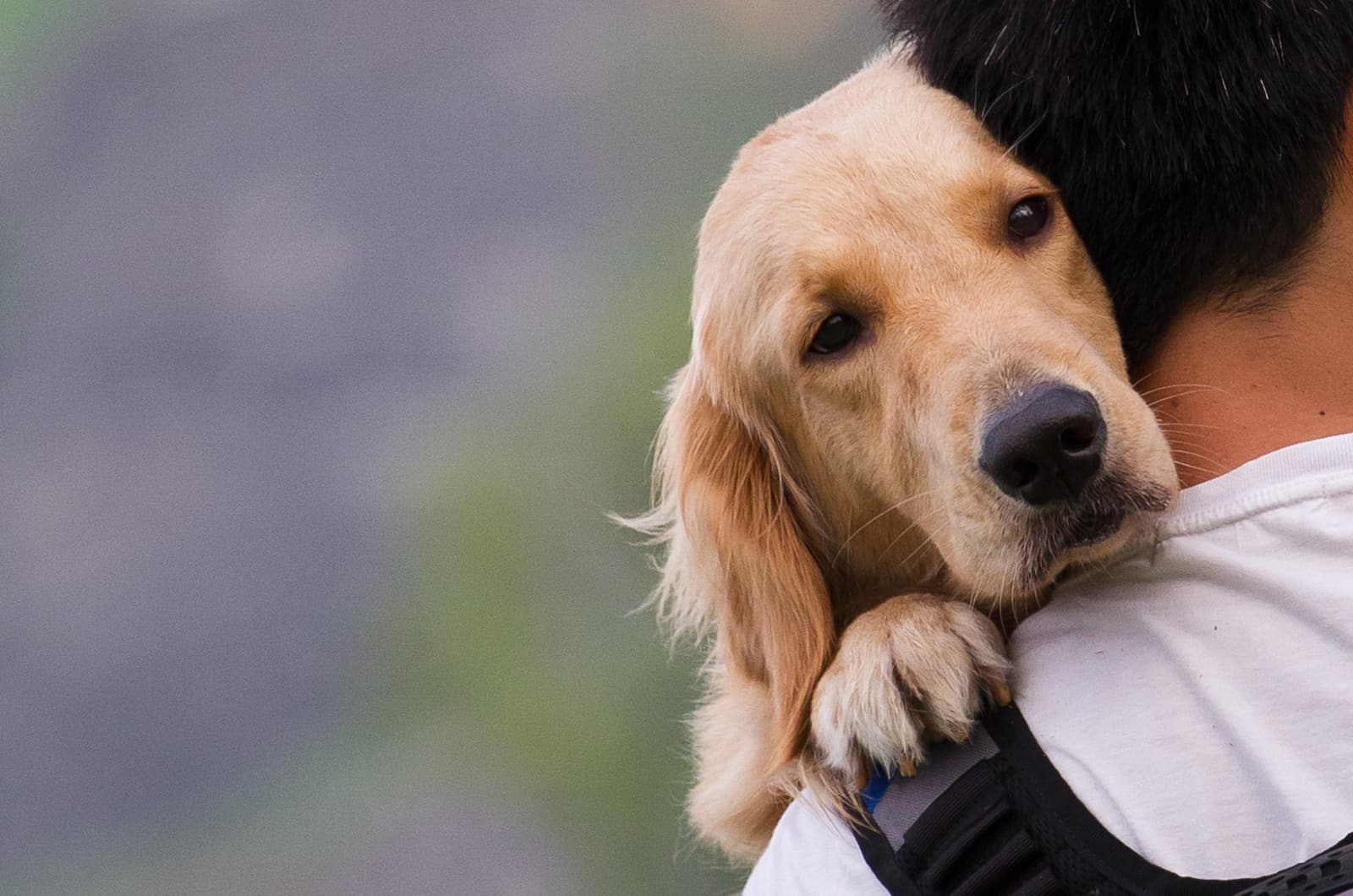 dueño cargando a su perro