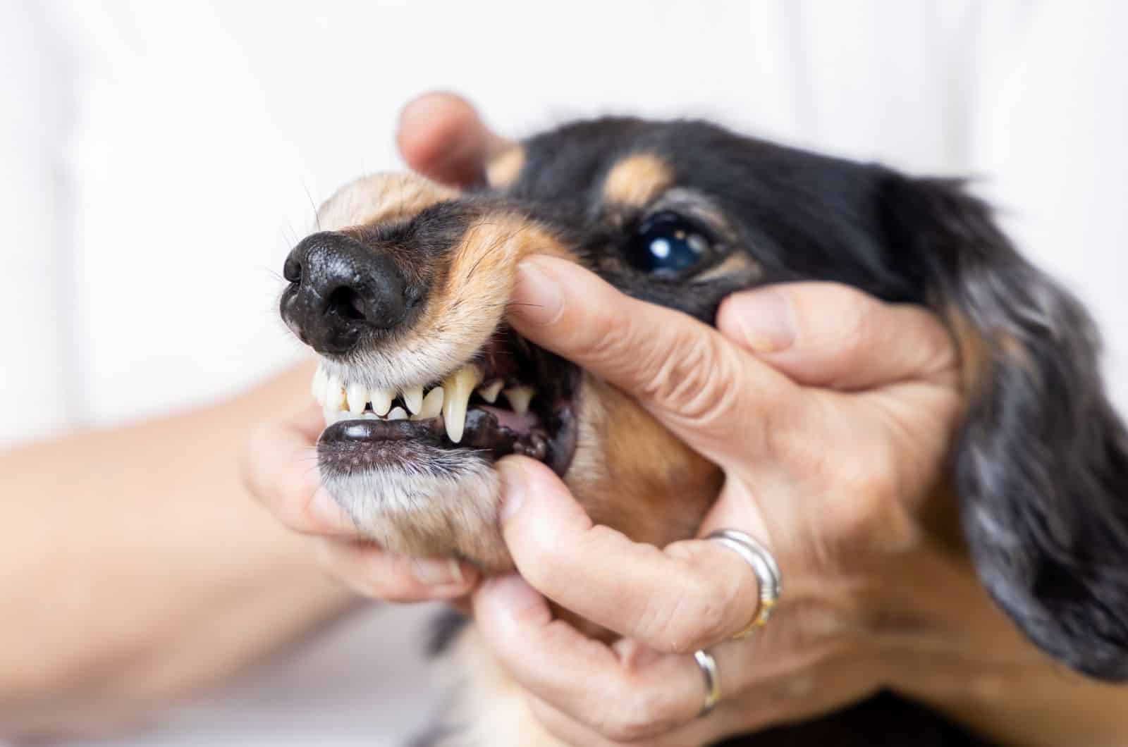 propietario revisando los dientes del perro