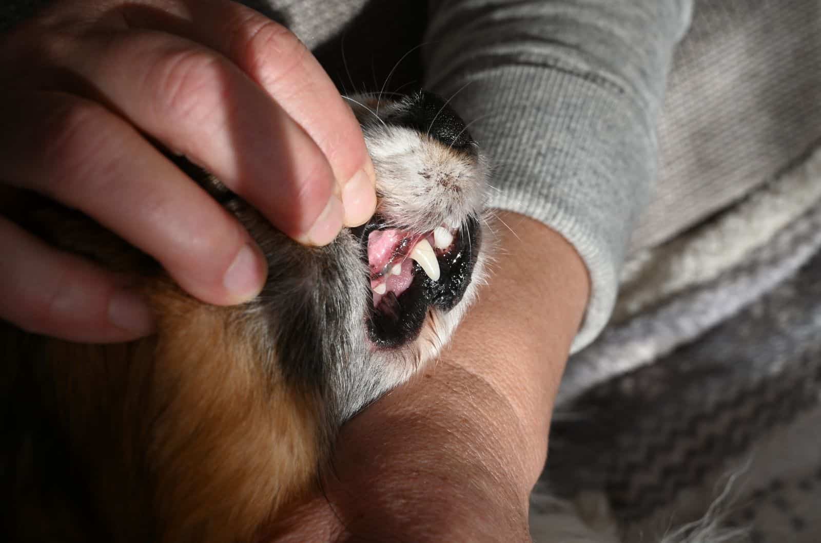 propietario revisando los dientes del perro