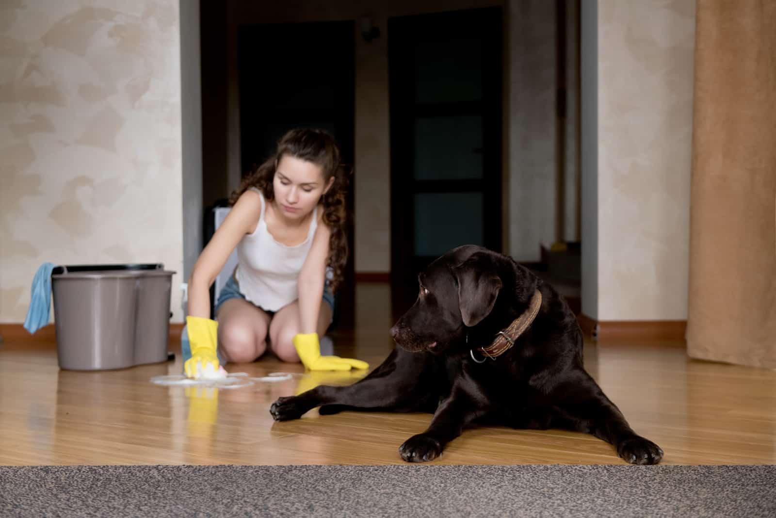 propietario limpiando el suelo después del perro