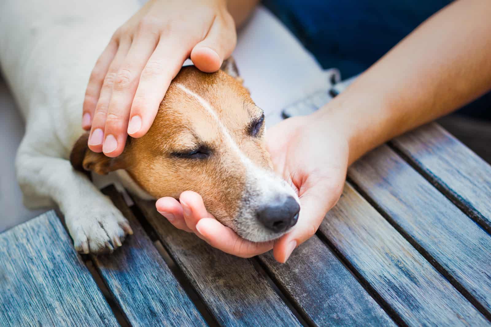 Dueño consolando a su perro enfermo
