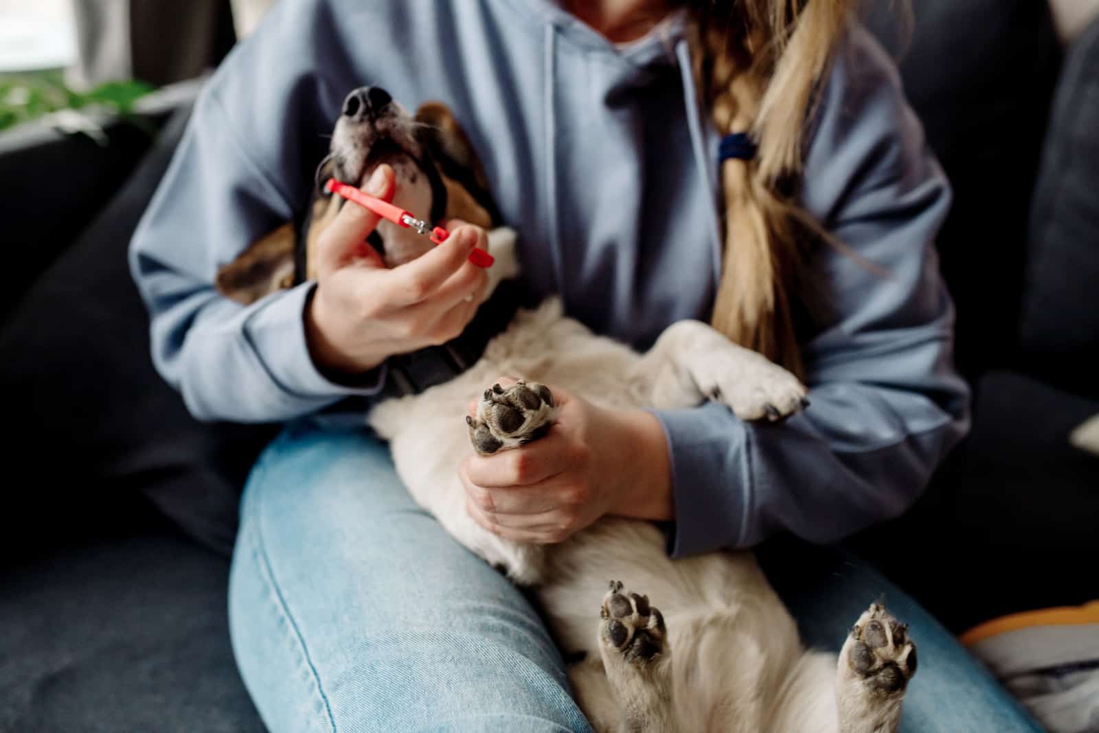 dueño cortando las uñas del perro