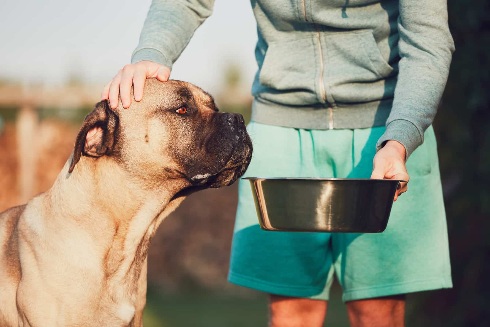 propietario alimentando a su mascota cane corso