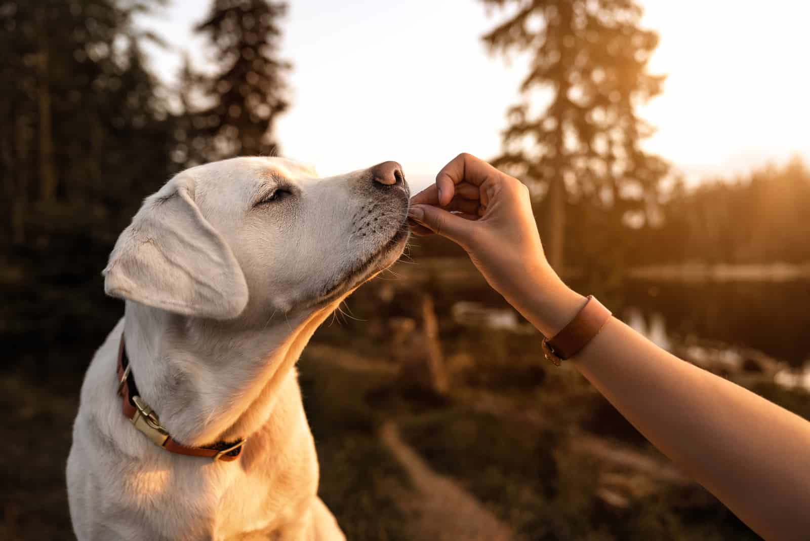 dueño alimentando a su perro