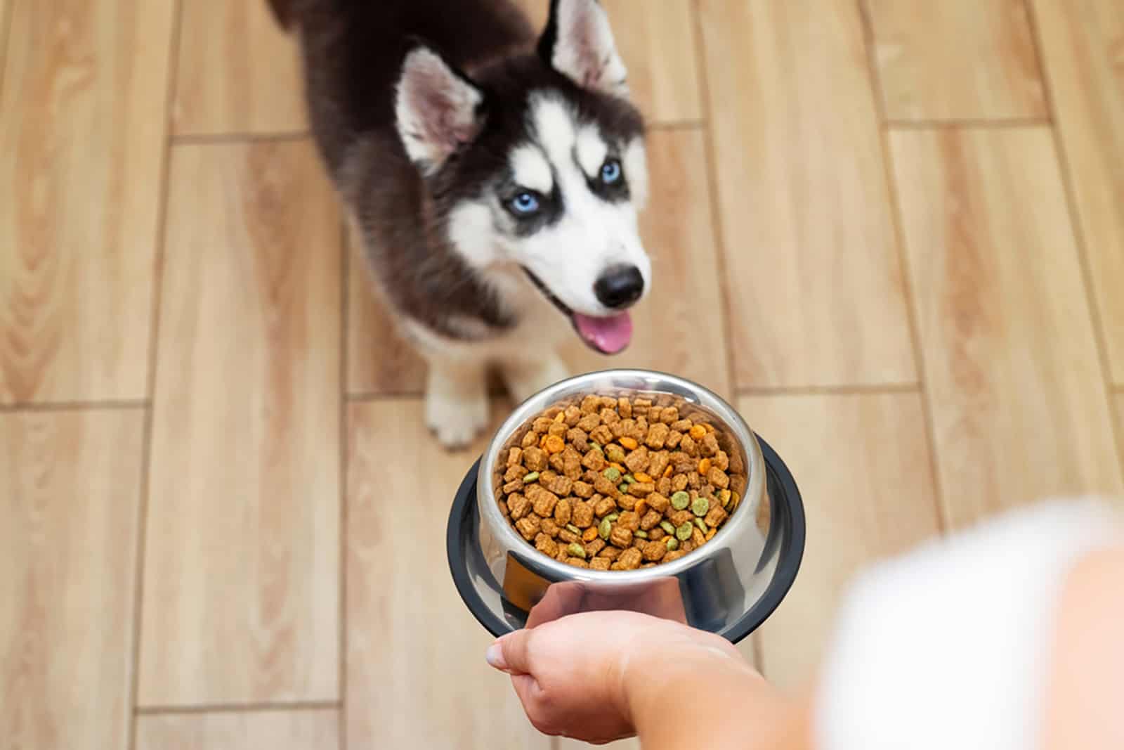 dueño alimentando a su cachorro de husky con comida seca