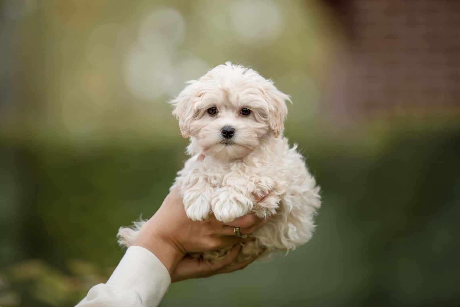 dueño sosteniendo un Maltipoo en las manos