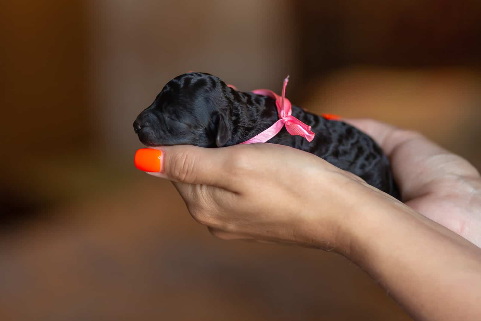 dueño sosteniendo un poodle cachorro