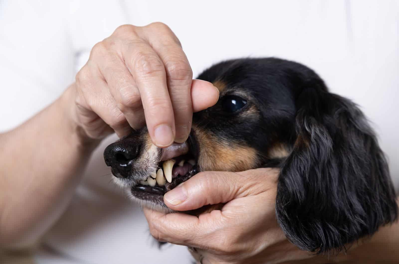 propietario mirando los dientes del perro