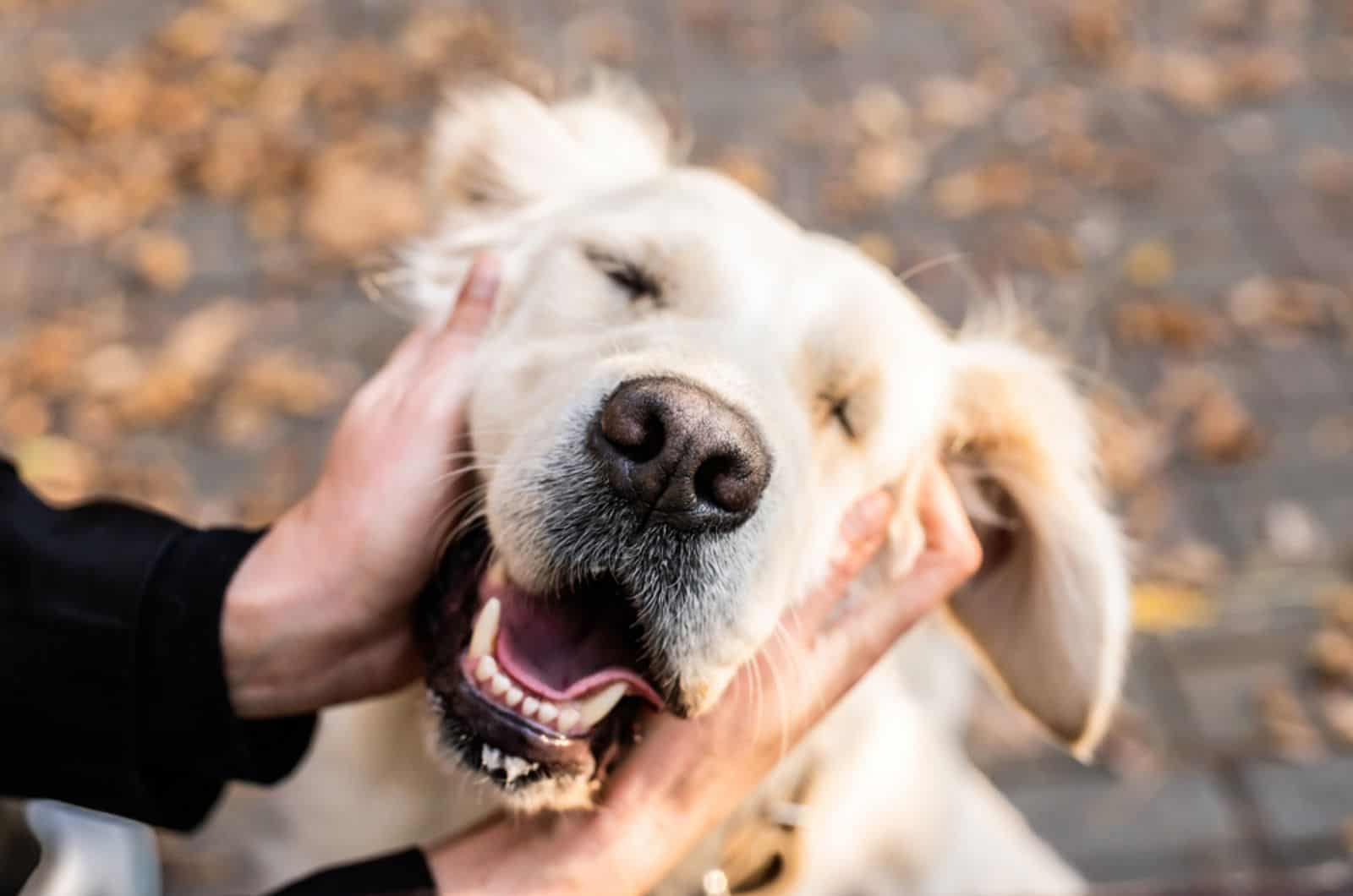 dueño acaricia a su perro en el parque