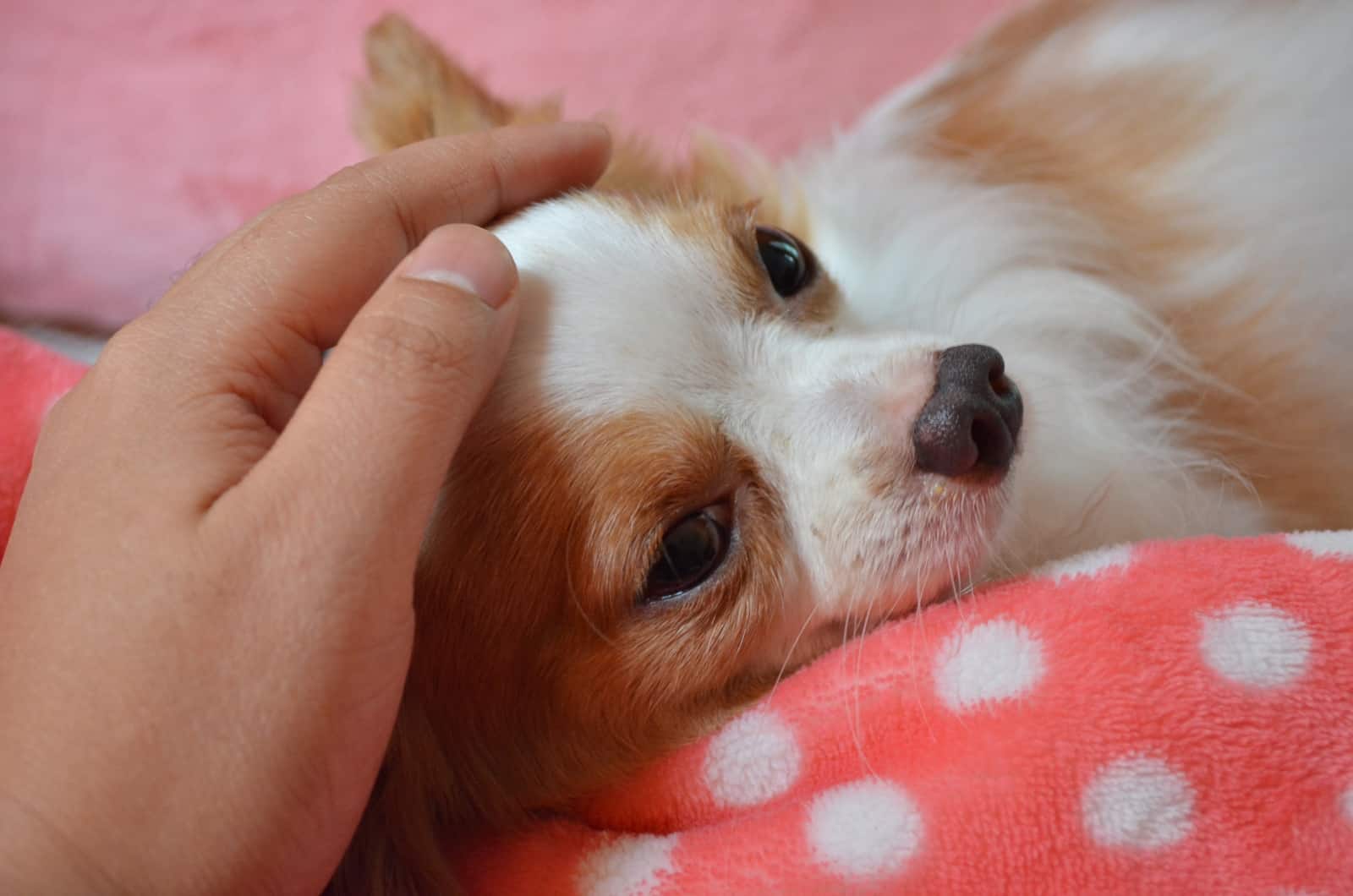 dueño acariciando a Chihuahua