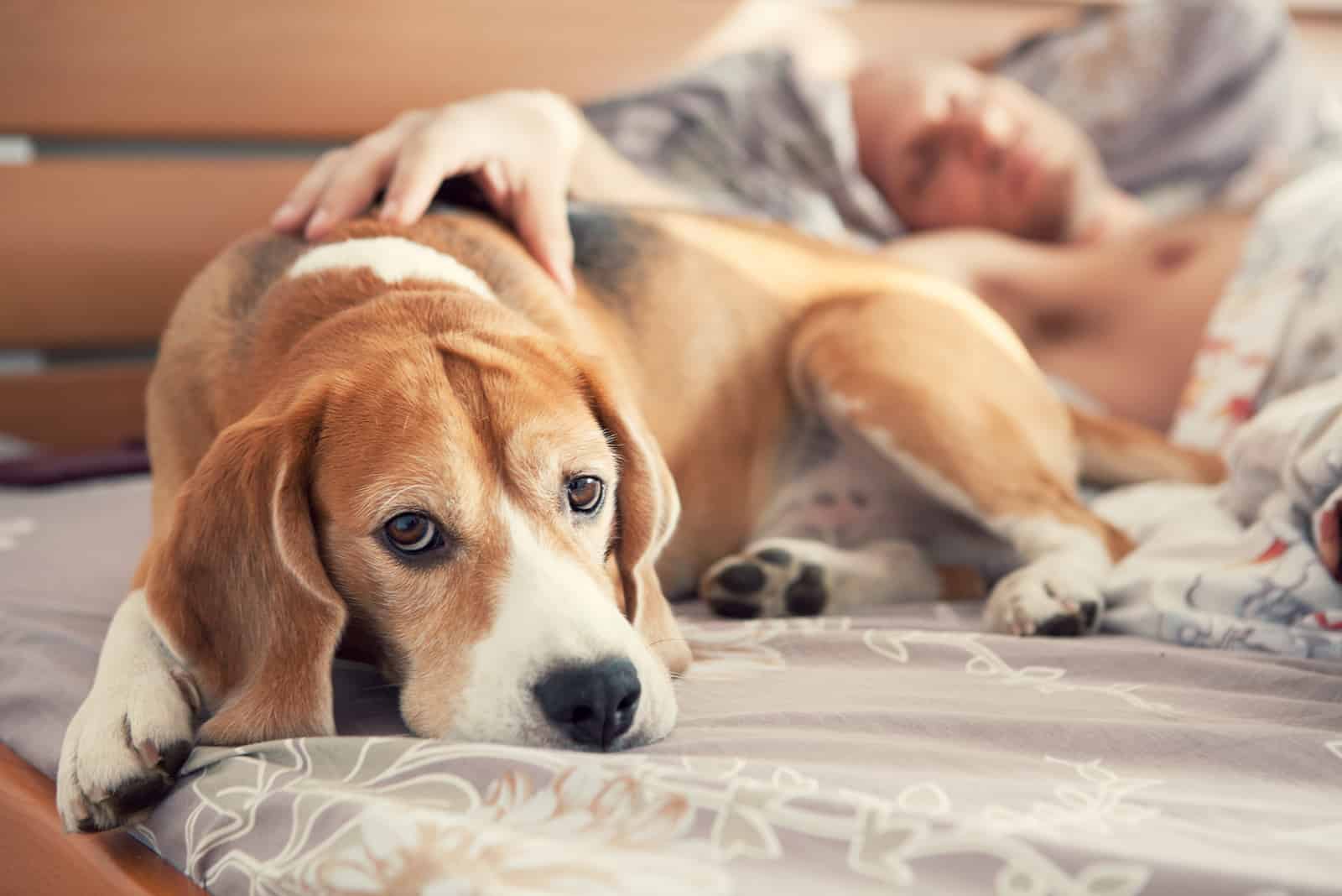 dueño acariciando a su perro mientras está en la cama