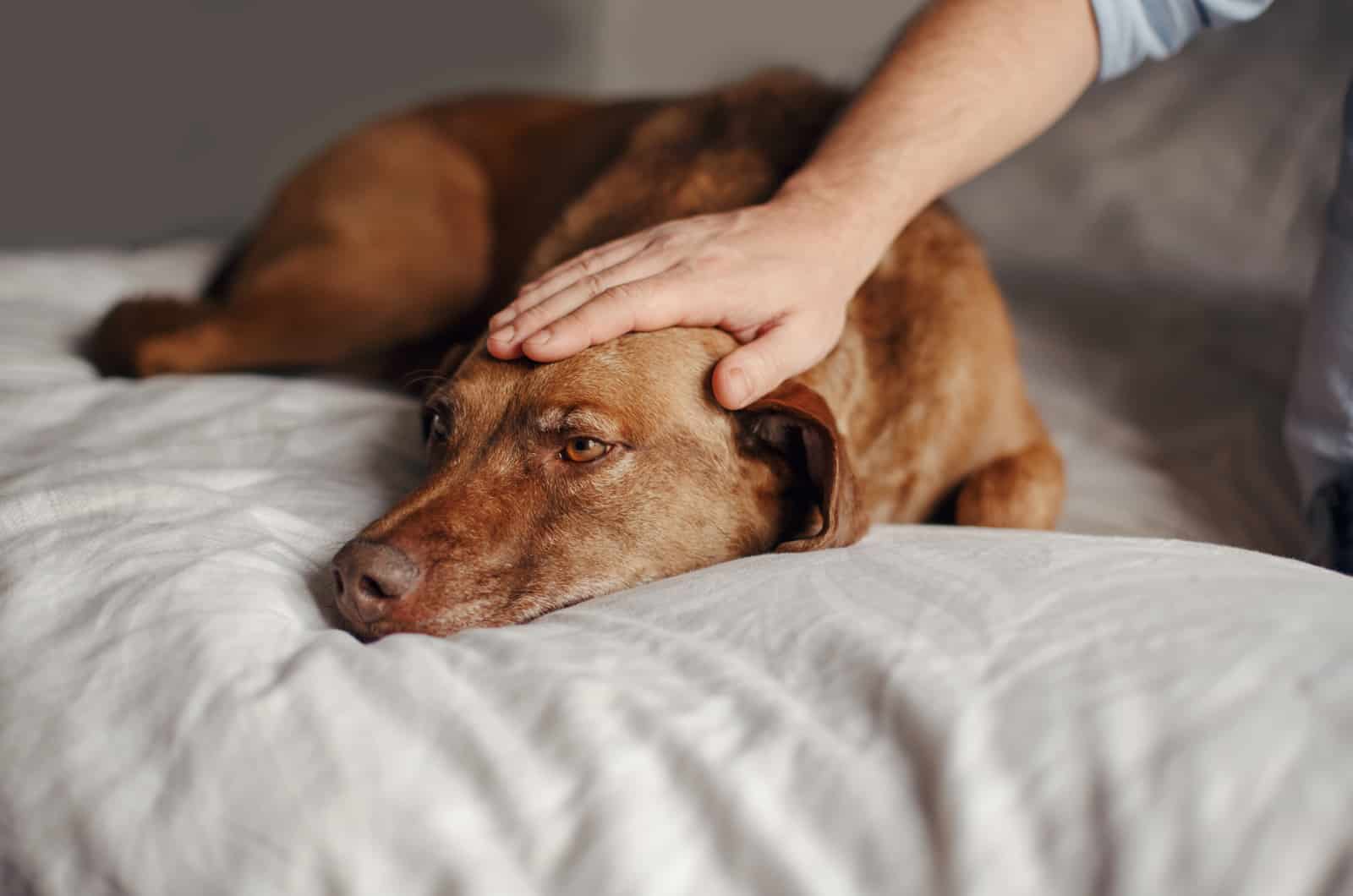 dueño acariciando perro triste en la cama