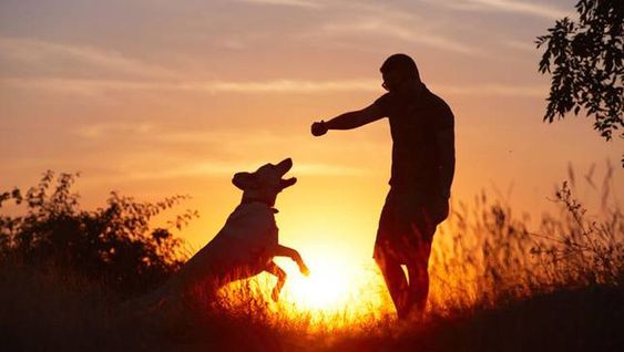 dueño jugando con su perro durante el atardecer