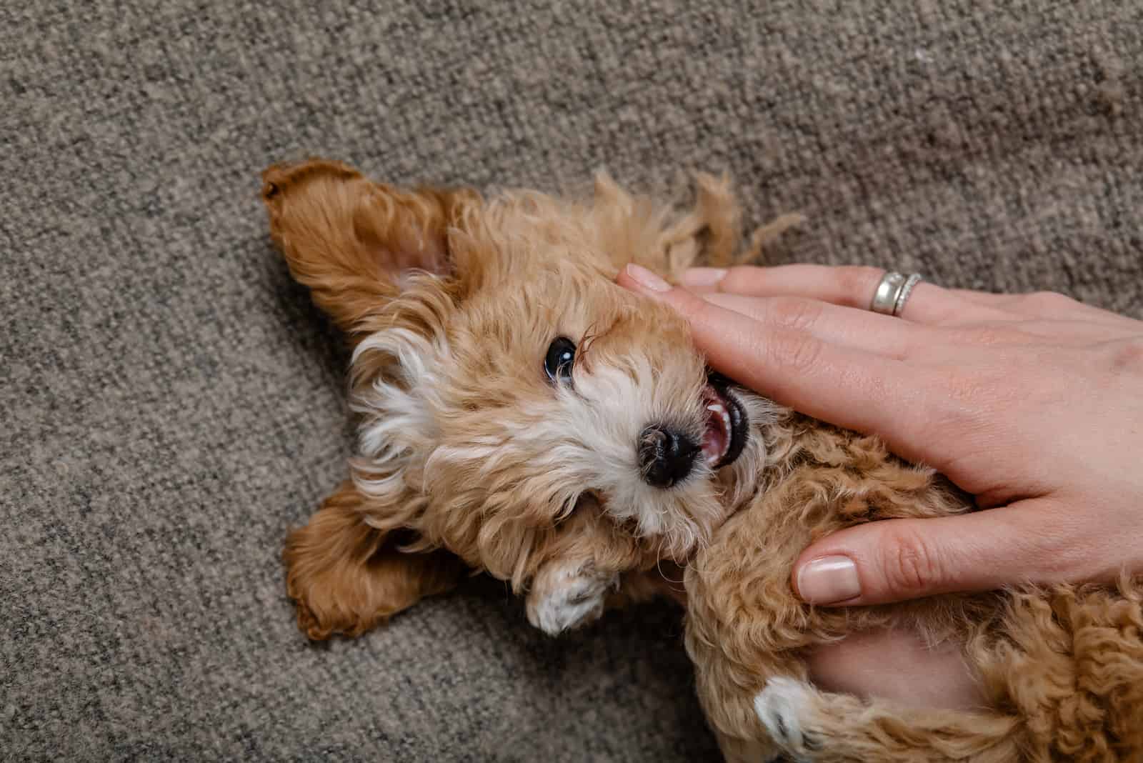 dueño jugando con maltipoo