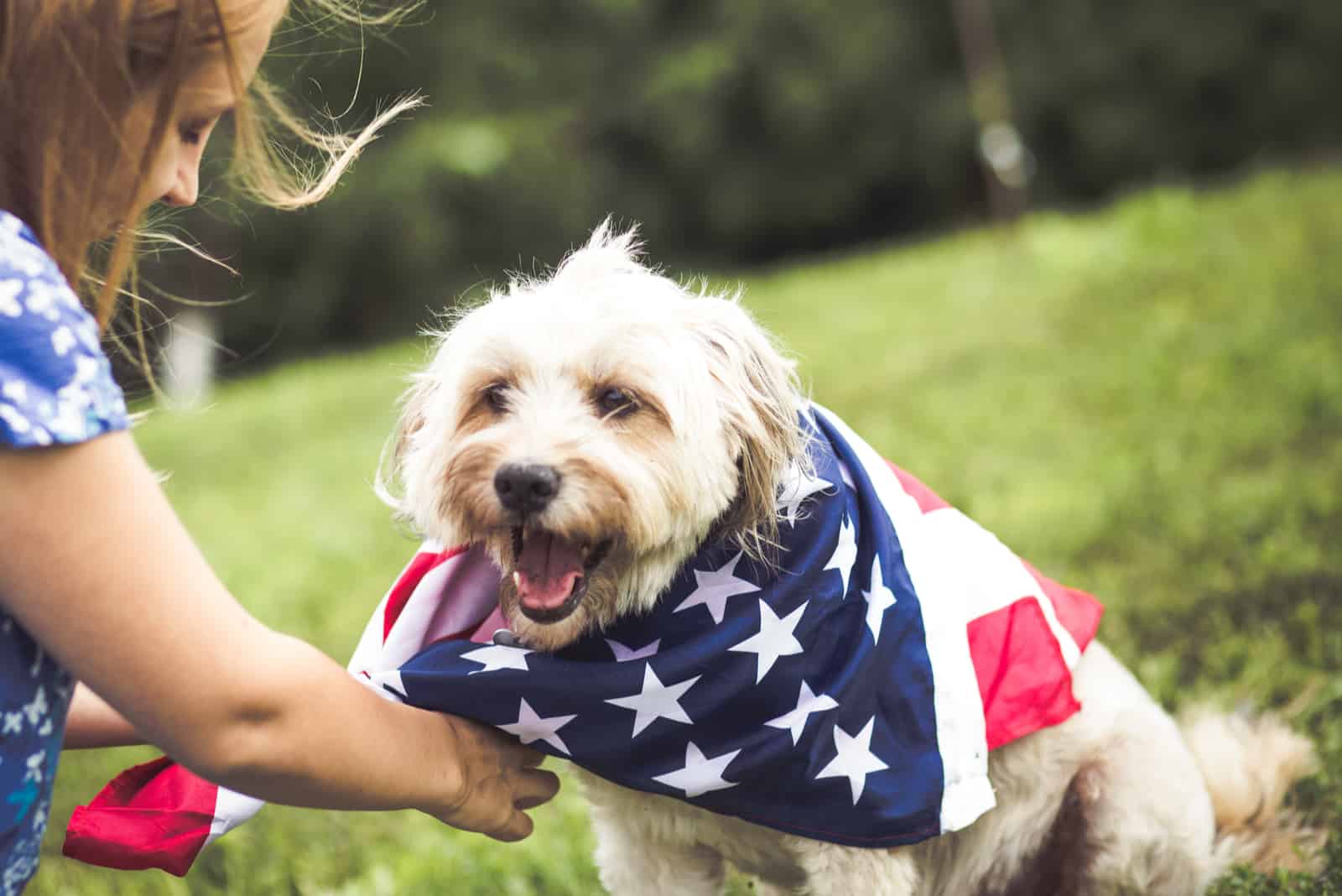 dueño poniendo bandera alrededor del perro