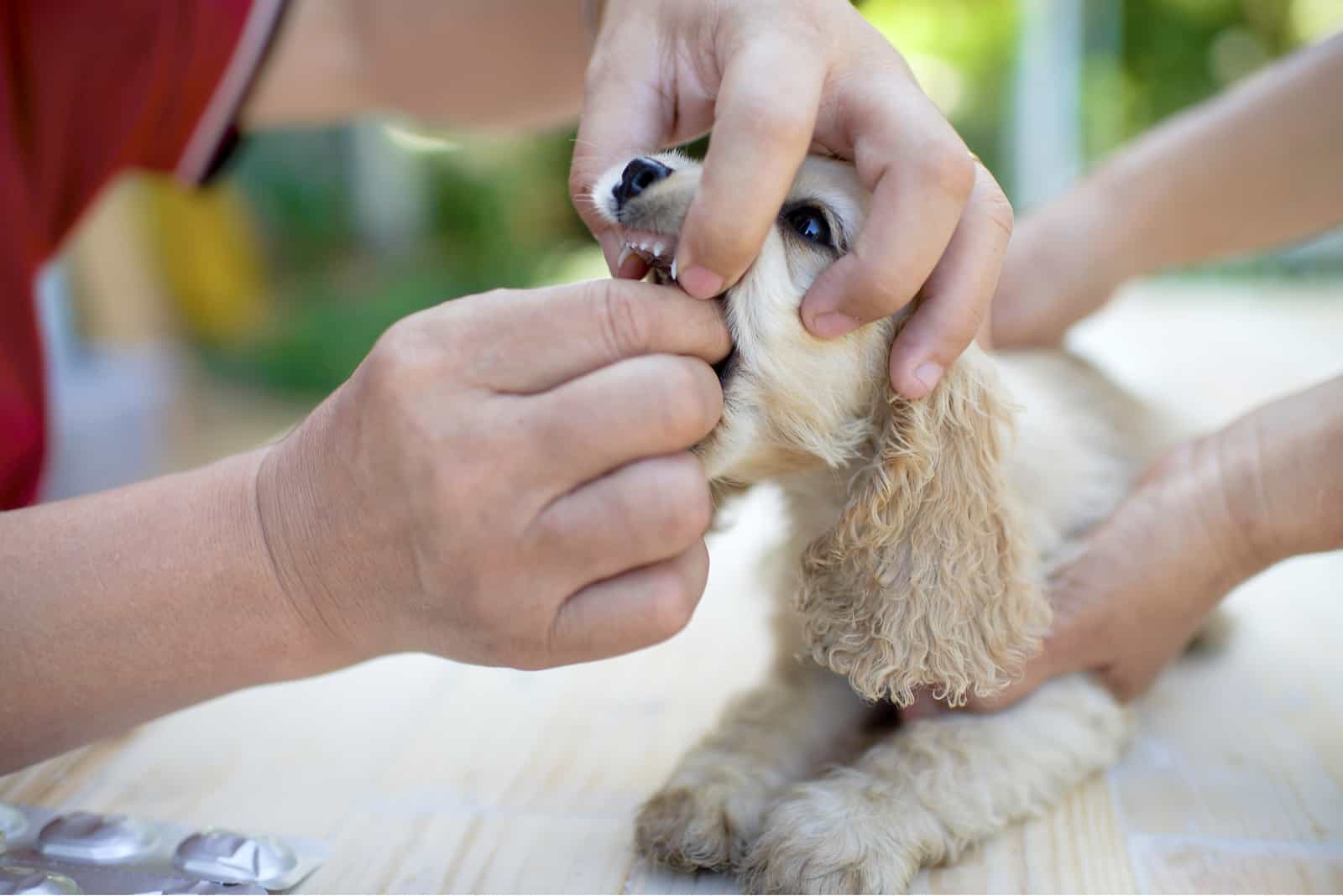 dueño poniendo sus manos en la boca del perro