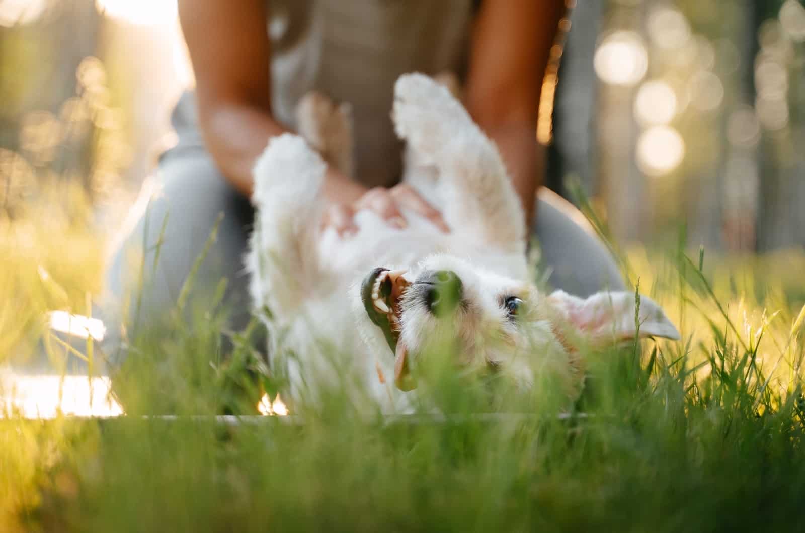 dueño rascando perro pequeño