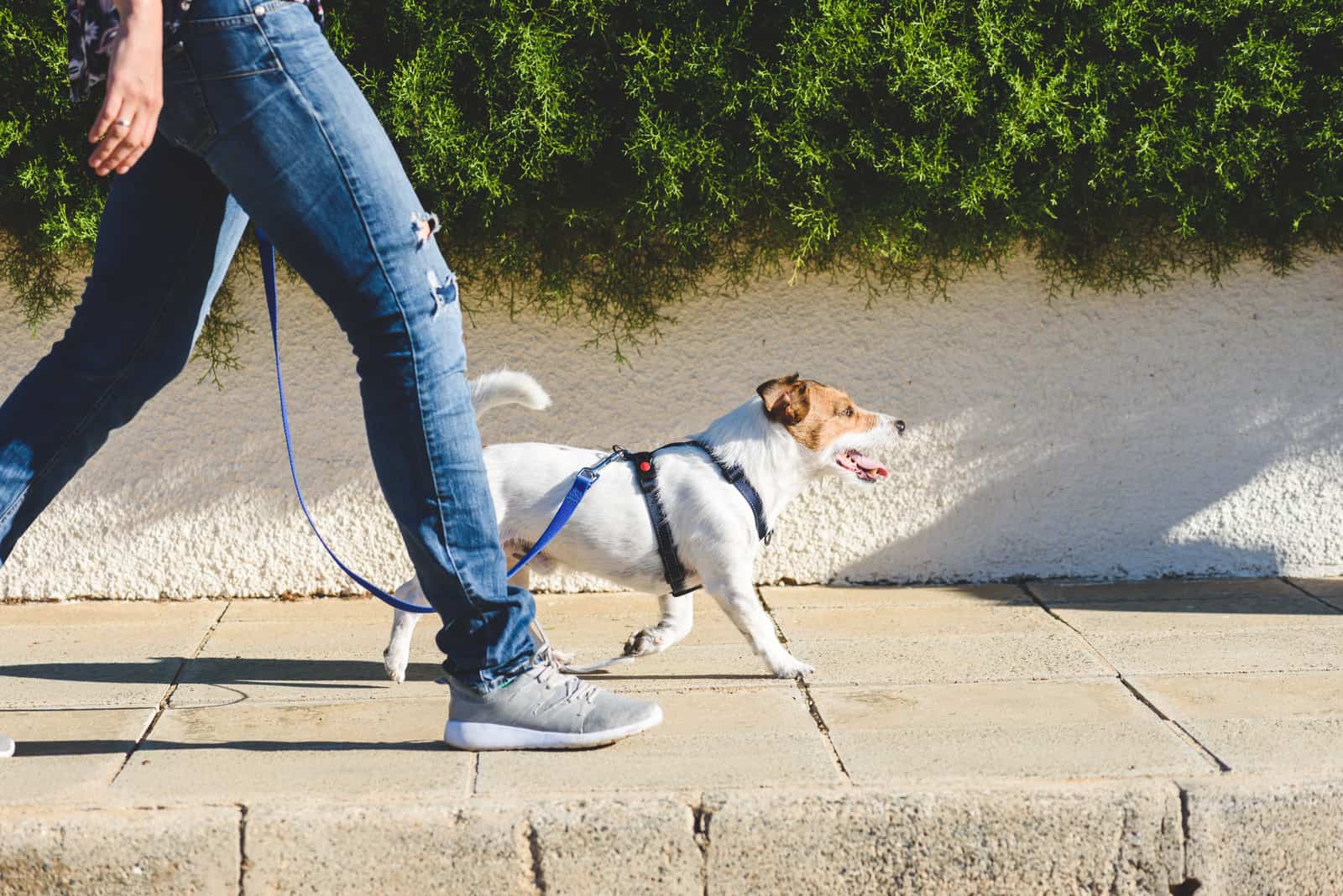 dueño llevando a perro feliz a pasear