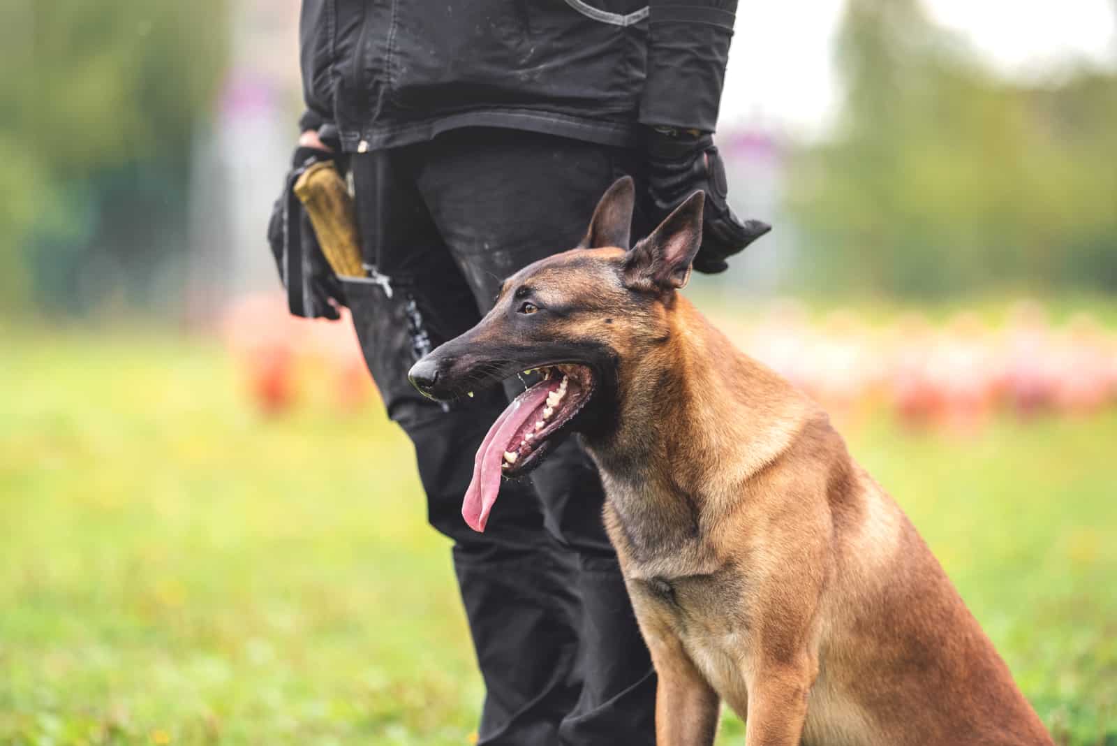 dueño entrenando a Belgian Malinois