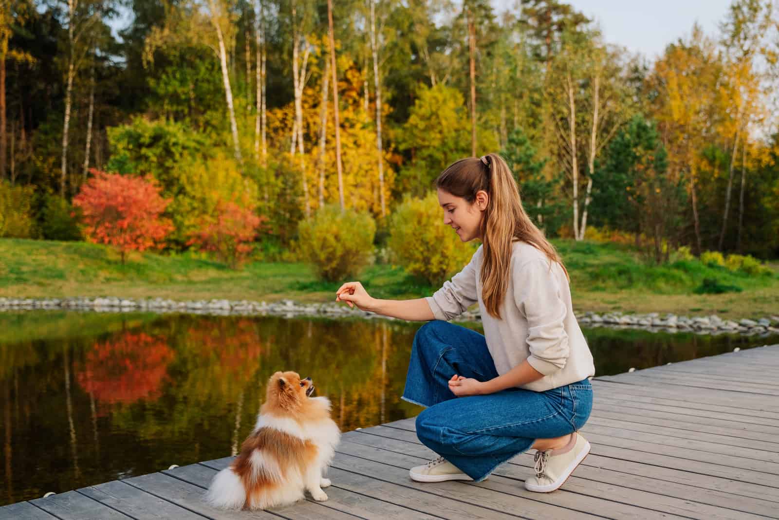 dueño entrenando a un Pomerania sobre un muelle junto al lago