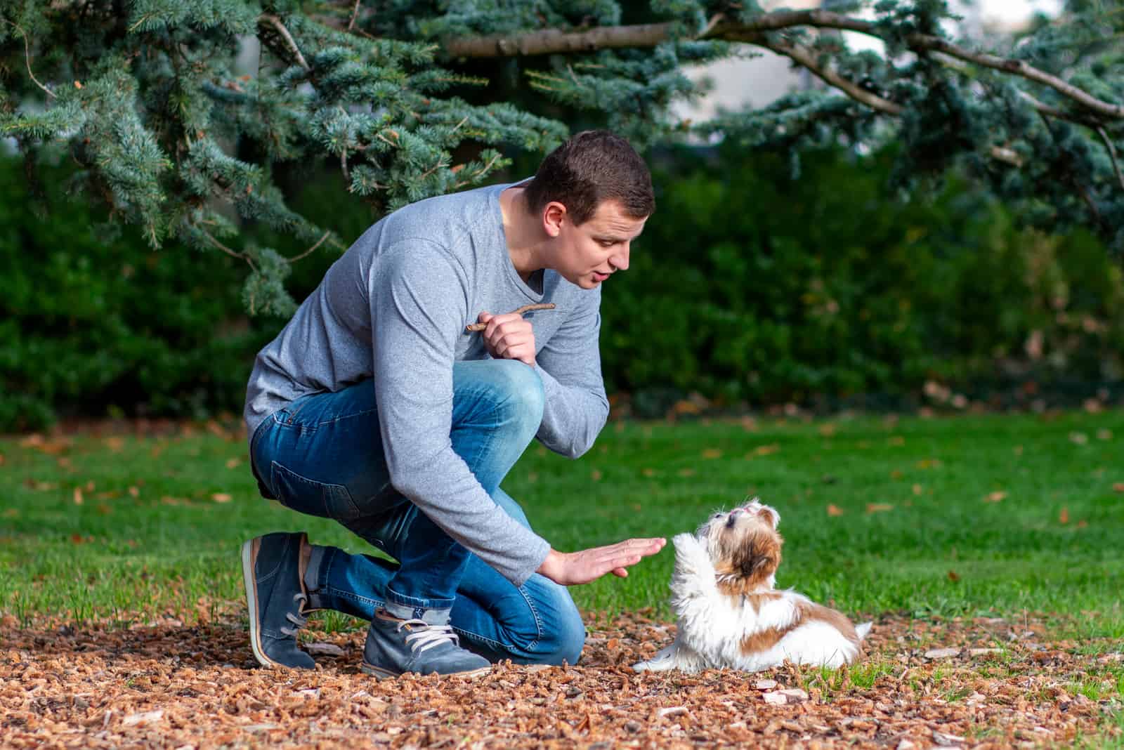 dueño entrenando a un Shih Tzu afuera en el parque