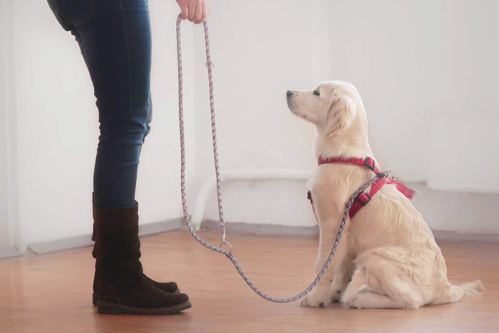 dueño entrenando al perro