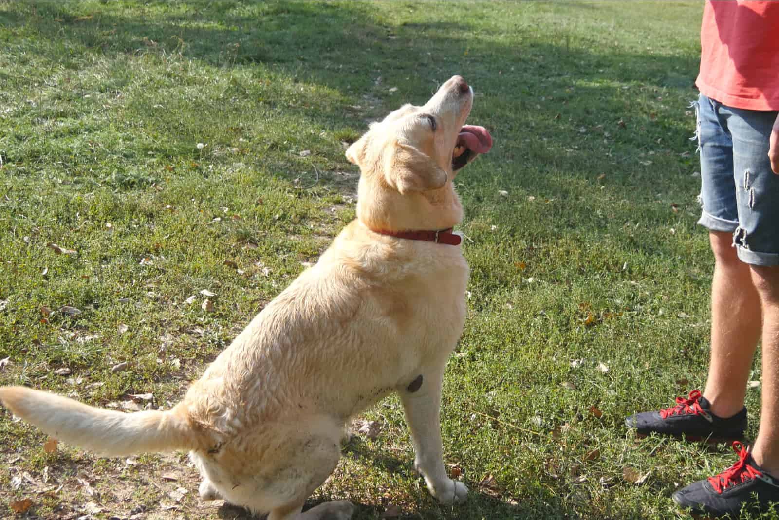 dueño entrenando a su Golden Retriever