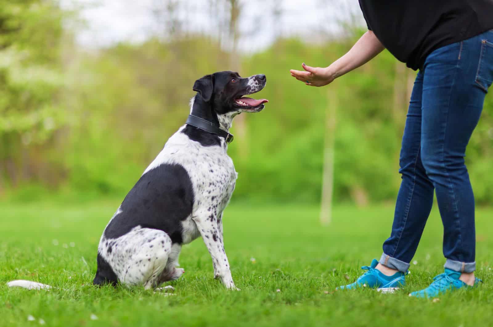 dueño entrenando a su perro en el parque