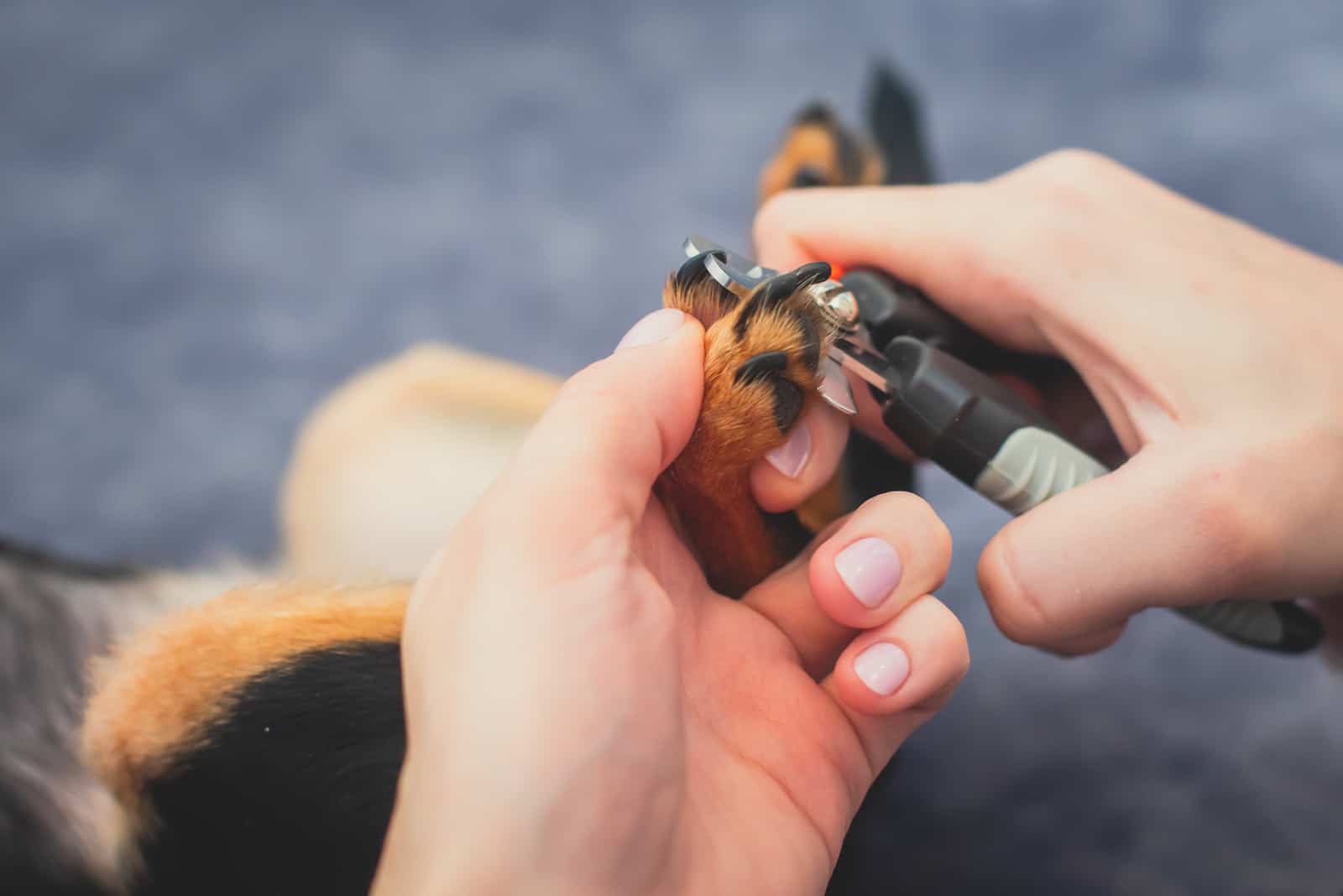 dueño recortando las uñas del perro
