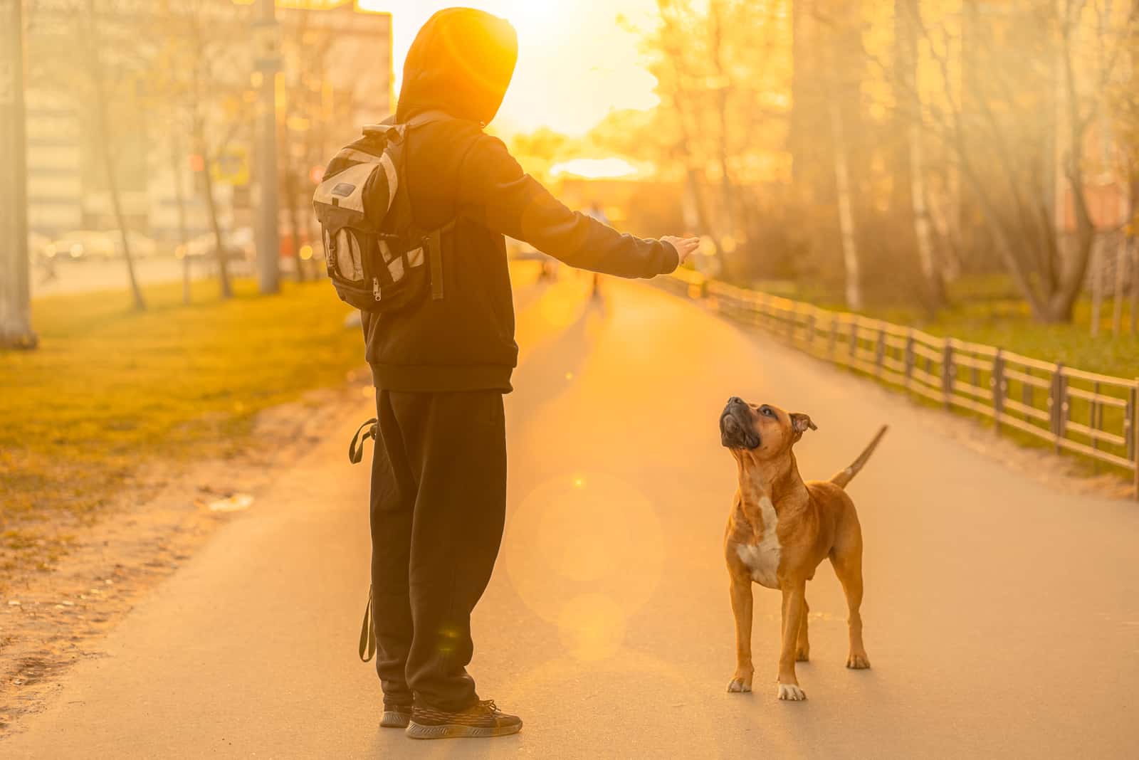 dueño caminando con su Boerboel