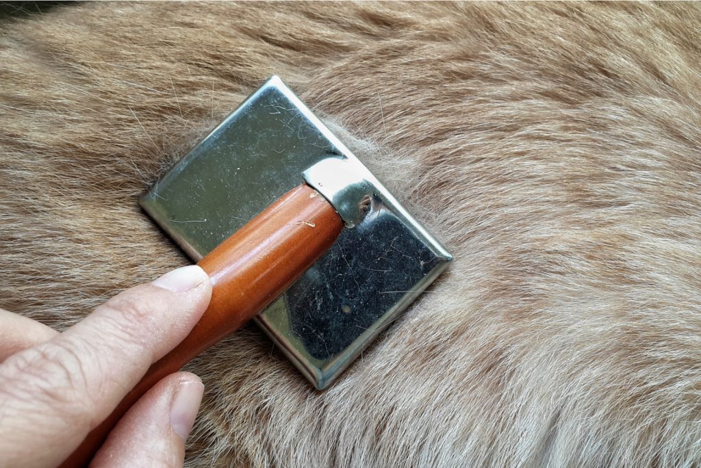 mano de dueño cepillando el pelaje del perro con un cepillo de aseo