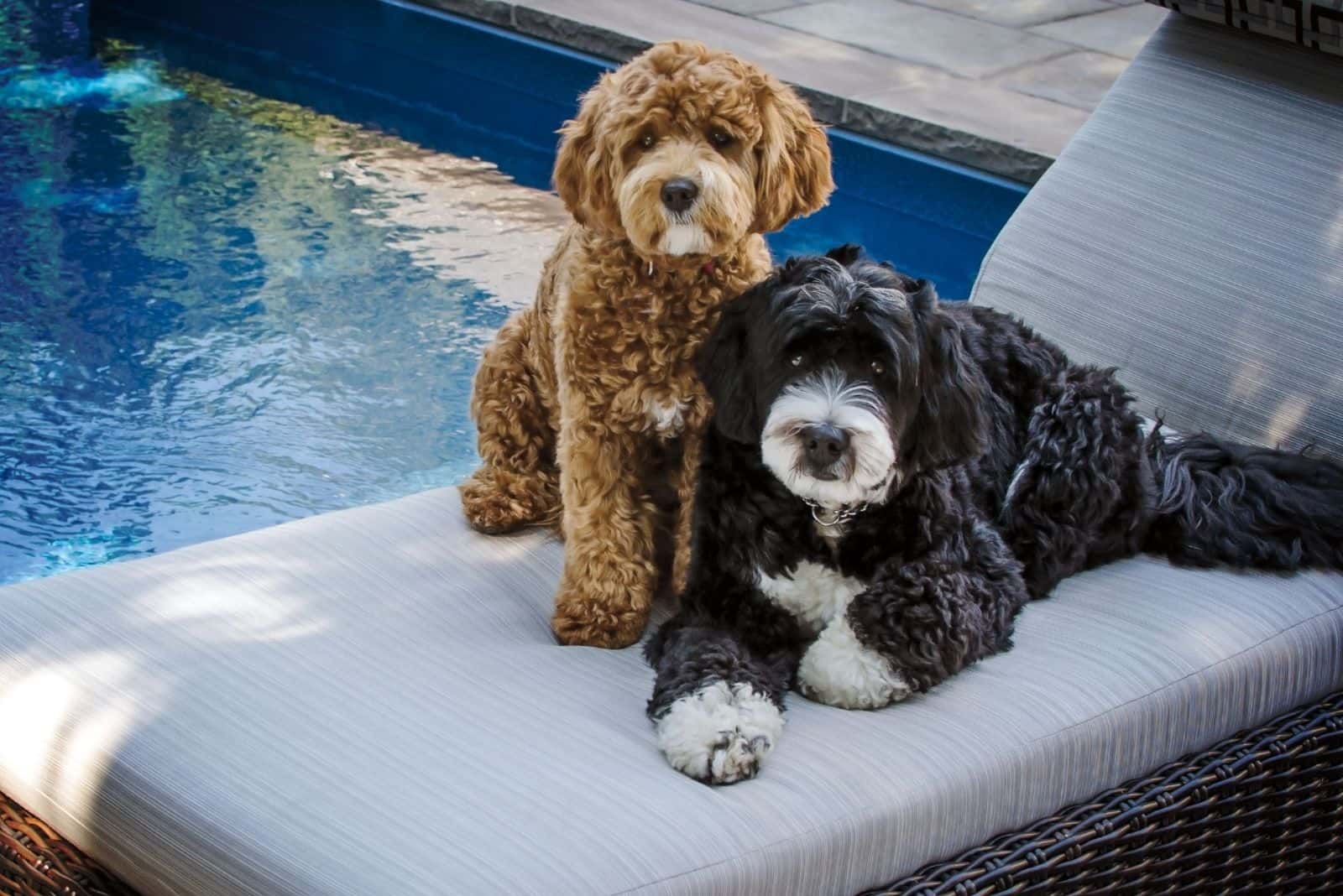 par de bernedoodles sentados en la cama junto a la piscina