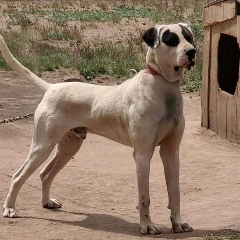 perro bully pakistaní