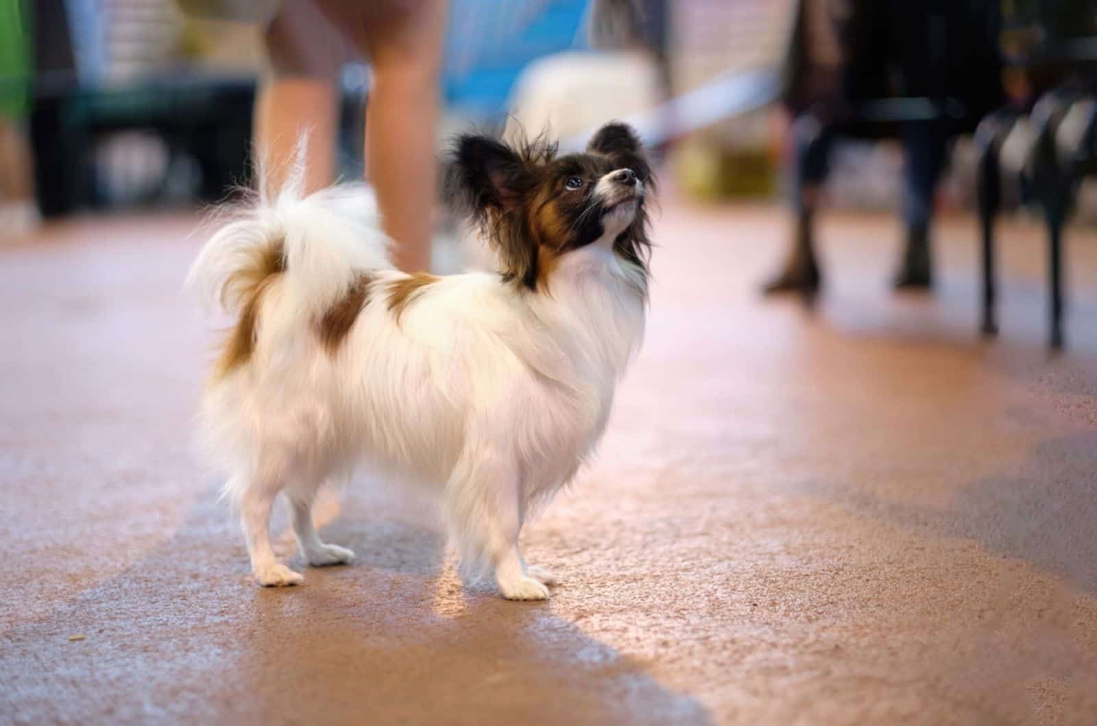 perro papillon de pie en la calle