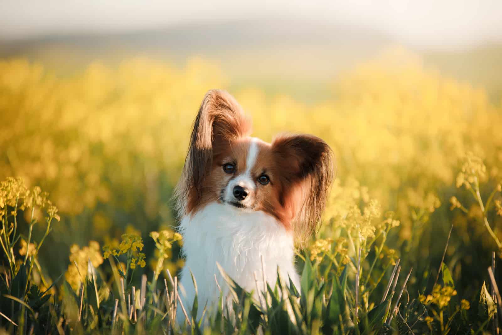 papillón en un campo