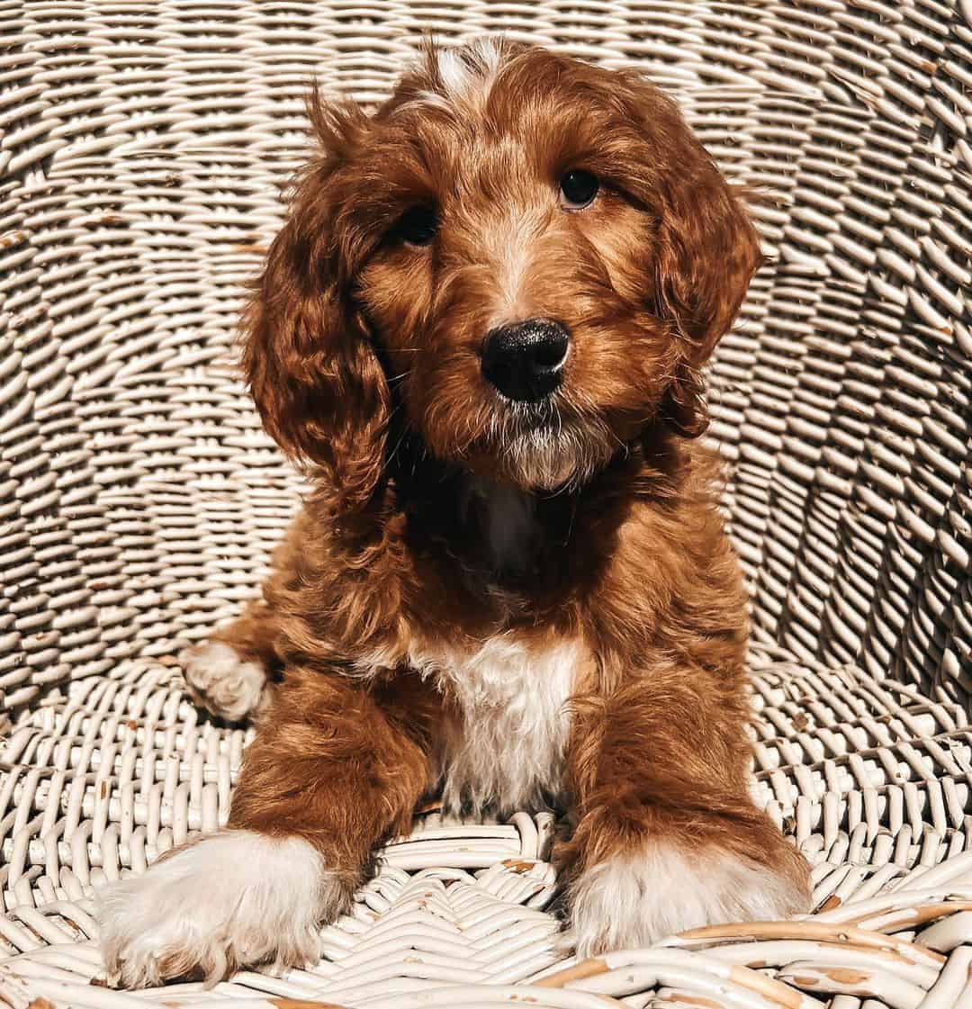 cachorro goldendoodle parti